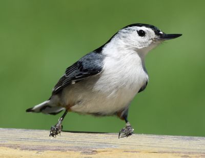 White-breasted Nuthatch Male
