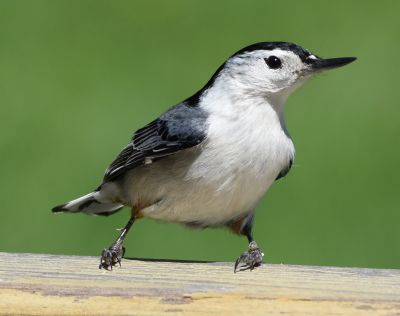 White-breasted Nuthatch Male
