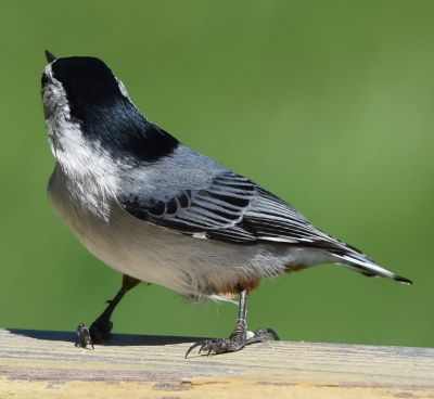 White-breasted Nuthatch Male
