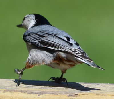 White-breasted Nuthatch Male

