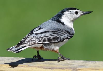 White-breasted Nuthatch Male
Keywords: species