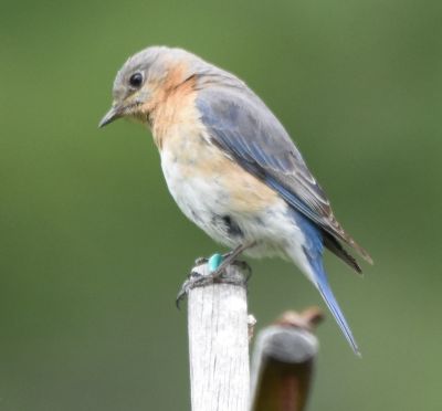Eastern Bluebird Female
