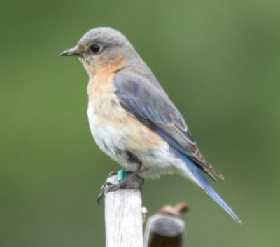 Eastern Bluebird Female
