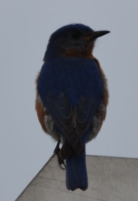 Eastern Bluebird Male
