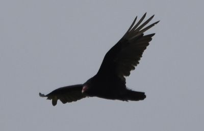 Turkey Vulture
Keywords: raptors