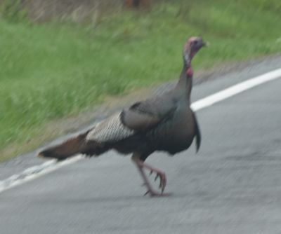 Wild Turkey Tom
