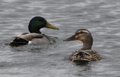 Mallard Male and Female
Keywords: species;waterfowl