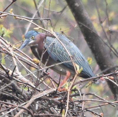 Green Heron
