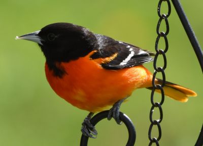 Baltimore Oriole Male
