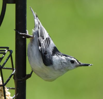 White-breasted Nuthatch Male
