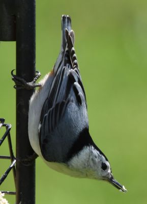 White-breasted Nuthatch Male
