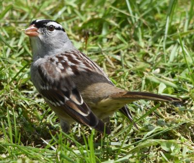 White-crowned Sparrow
