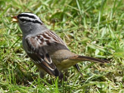 White-crowned Sparrow
