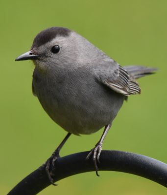 Gray Catbird
