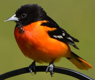 Baltimore Oriole Male
