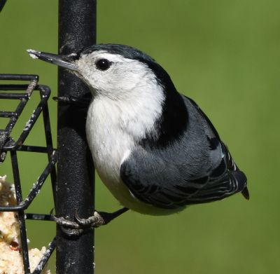 White-Breasted Nuthatch Male
