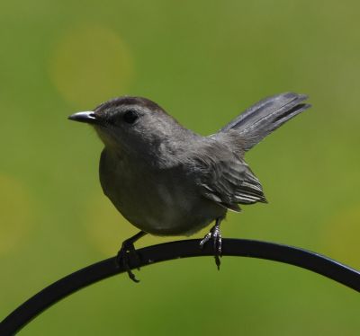 Gray Catbird

