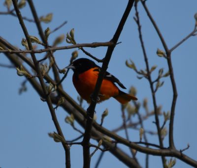 Baltimore Oriole 
