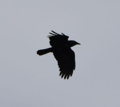 Crow
