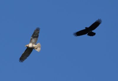 Red-tailed Hawk and American Crow
