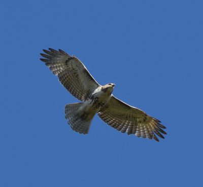 Red-tailed Hawk
Keywords: raptors