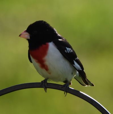 Rose-breasted Grosbeak Male
