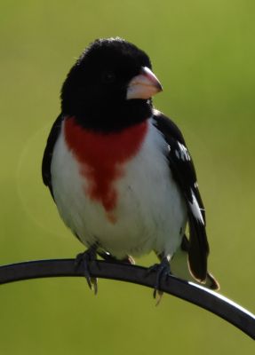 Rose-breasted Grosbeak Male
