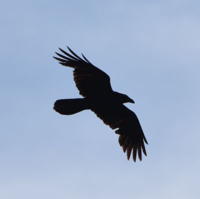 Turkey Vulture
Keywords: raptors