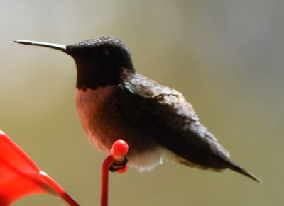 Ruby-throated Humming Bird 

