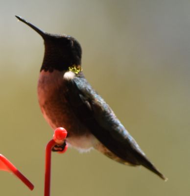 Ruby-throated Humming Bird 
