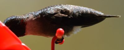 Ruby-throated Humming Bird 
