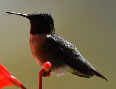 Ruby-throated Humming Bird 
