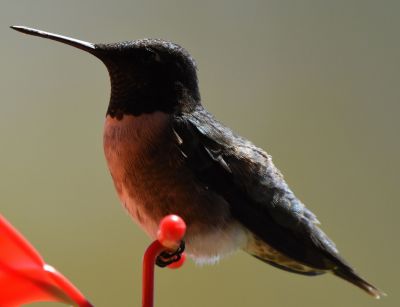 Ruby-throated Hummingbird
