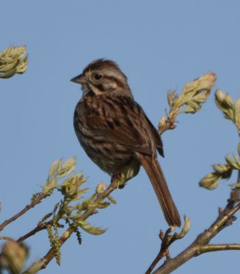 Red-winged Blackbird Female

