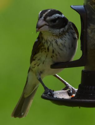 Rose-breasted Grosbeak Female
