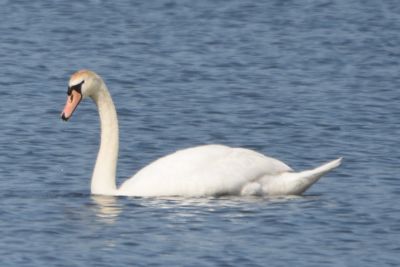 Mute Swan
Keywords: waterfowl