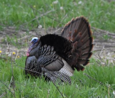 Wild Turkey Tom displaying
