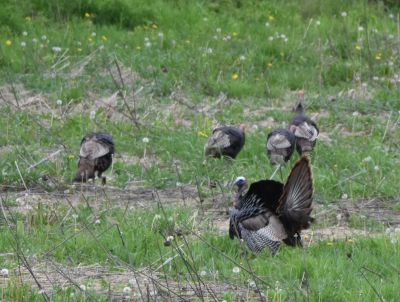 Wild Turkey Hens and Tom displaying
