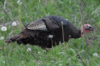 Wild Turkey Hen
