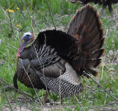 Wild Turkey Tom displaying
