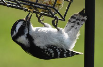 Downy Woodpecker Female
