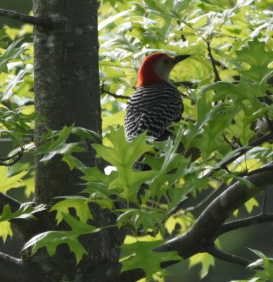 Red-bellied Woodpecker
