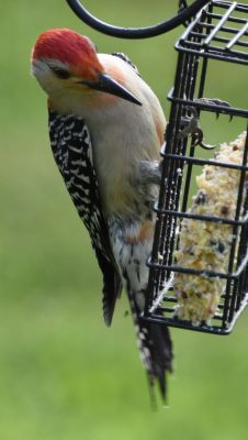 Red-bellied Woodpecker
