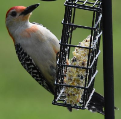Red-bellied Woodpecker
