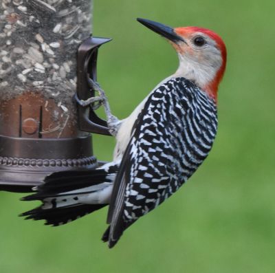 Red-bellied Woodpecker
