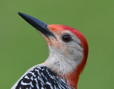 Red-bellied Woodpecker

