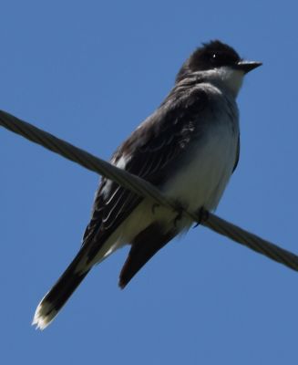 Eastern Kingbird
