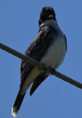 Eastern Kingbird
