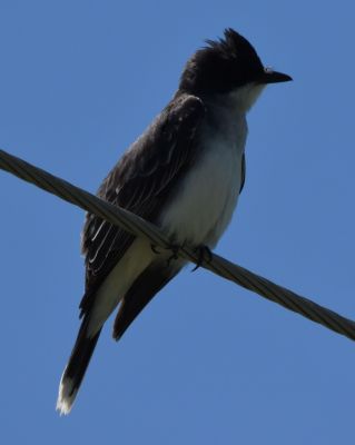 Eastern Kingbird
