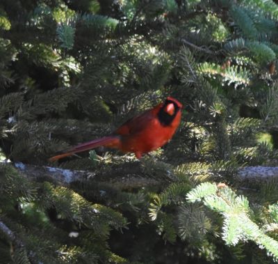 Northern Cardinal
